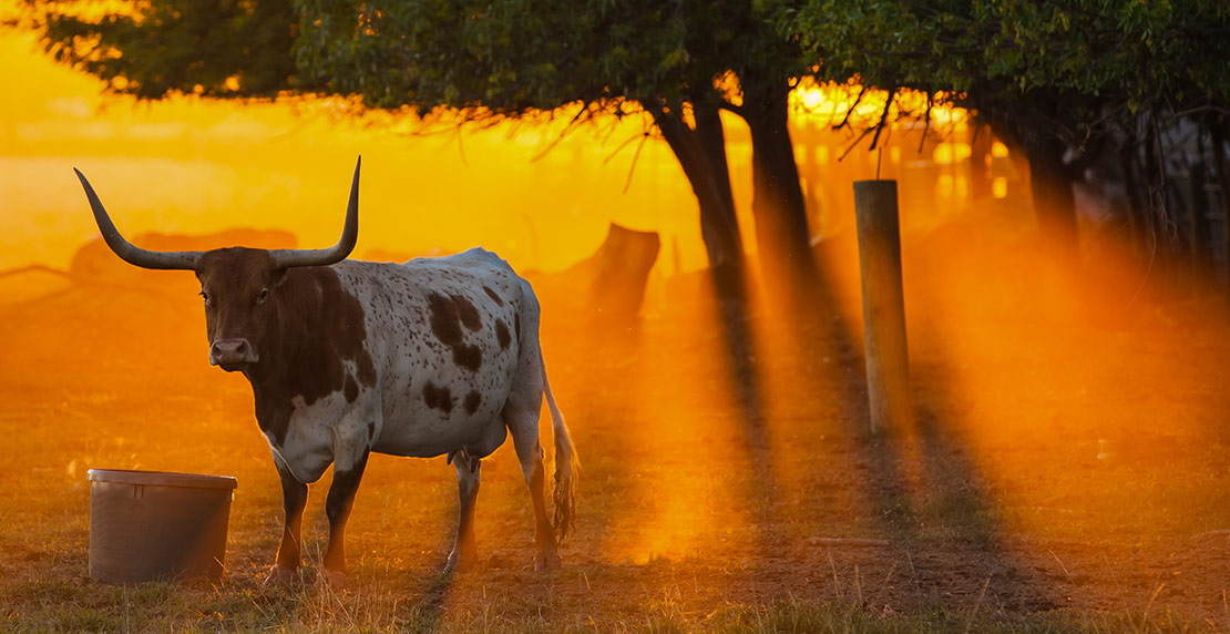 Texas landscape